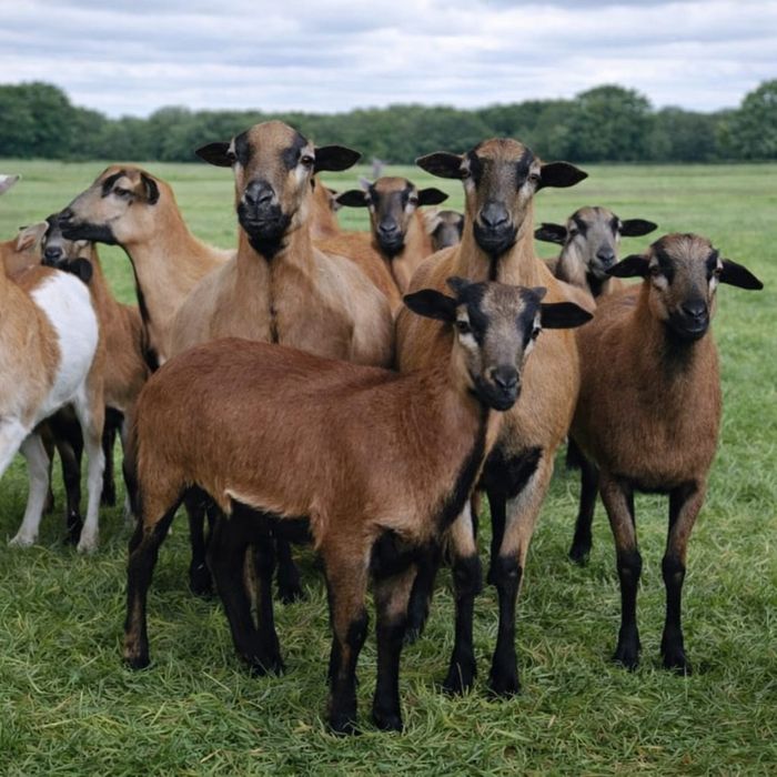 Oi de camerun gestante și cu miei