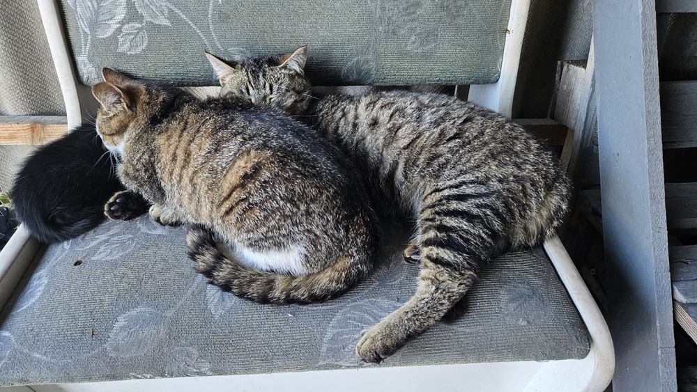 Отдам котенка в добрые руки)))