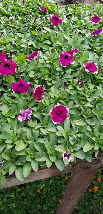 Продам петунию оптом