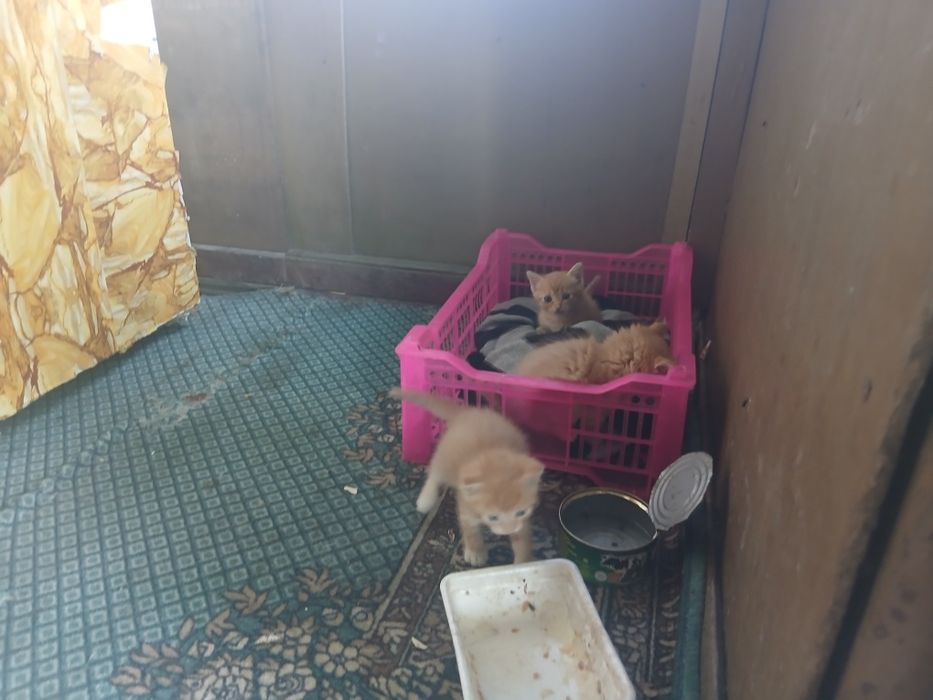 Отдам котят рыжие