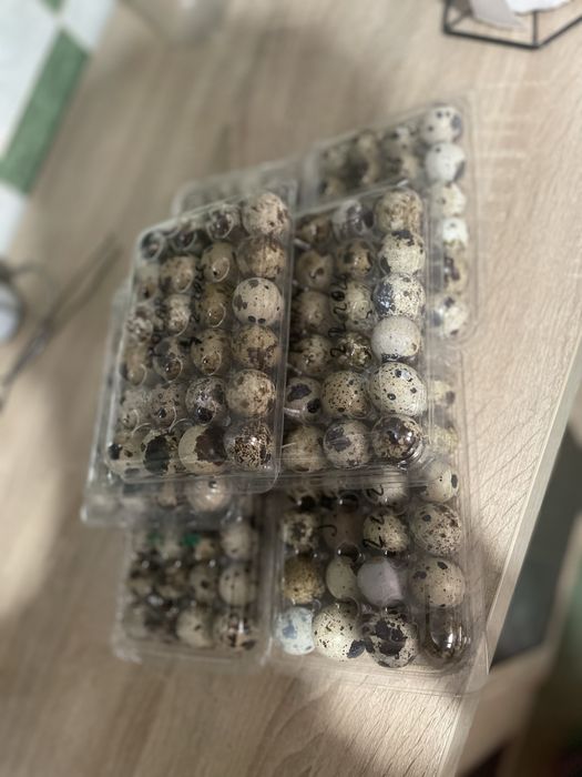 Vand oua de prepelita