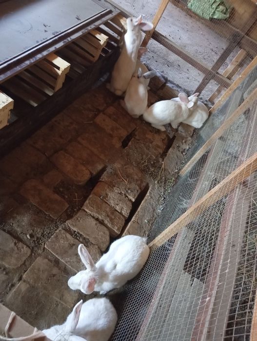 Quyon sotiladi hikol