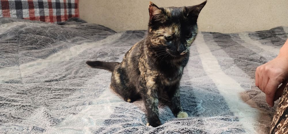 Мушук хадияга бесплатно