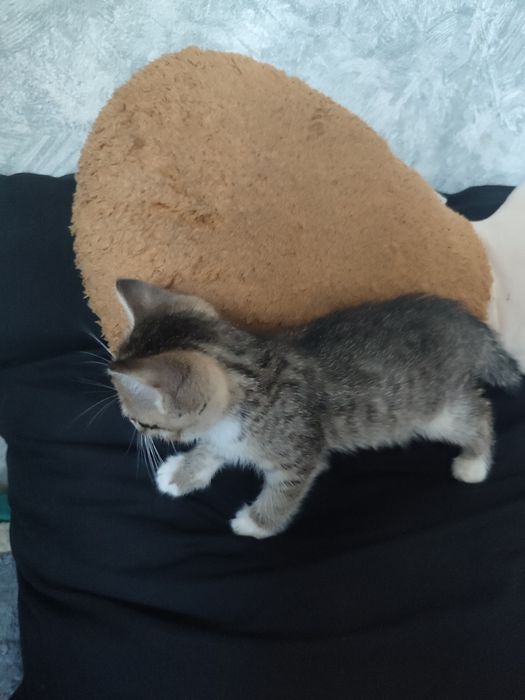 Отдадим котят-бесплатно