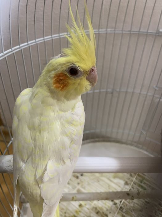 Papagal Nimfa (fete)