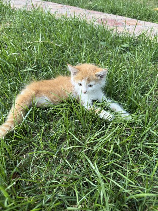 Отдам котёнка в добрые руки