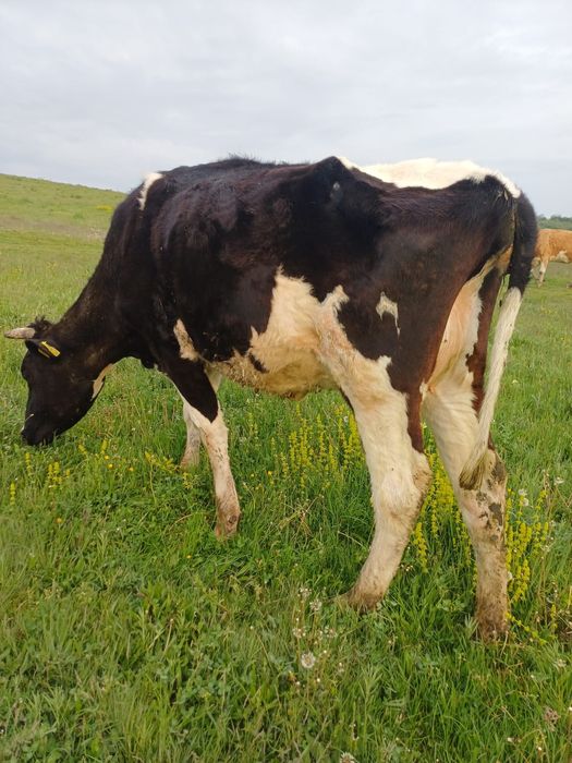 Vaca de vanzare ..