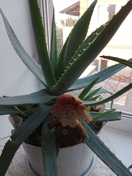 Продам алоэ Вера.