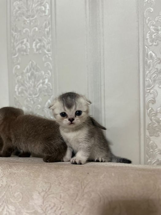 Шотландские котята