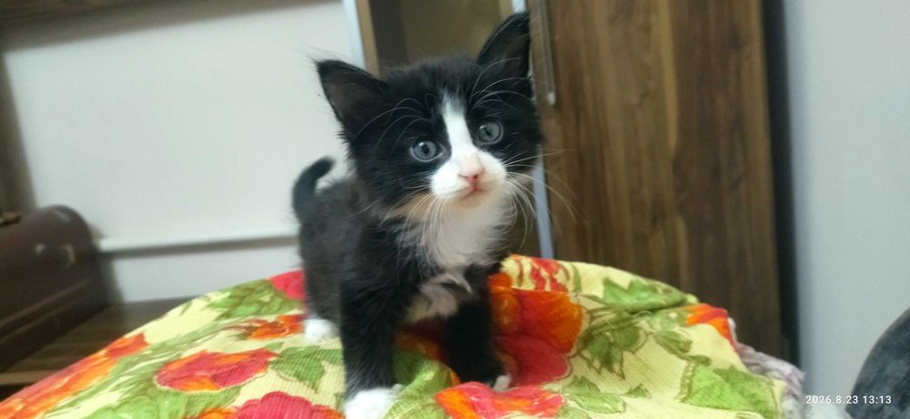 Отдам милых котят в добрые руки