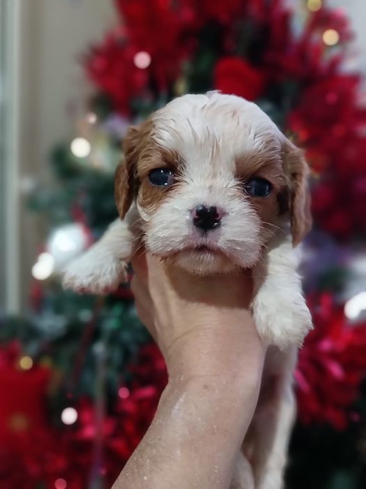 Резерв на щенков кавалера