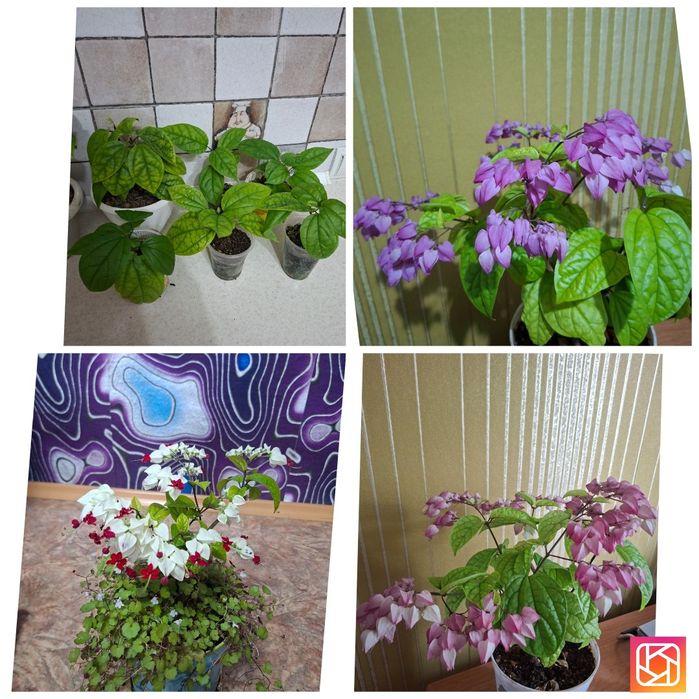Продам комнатные цветы