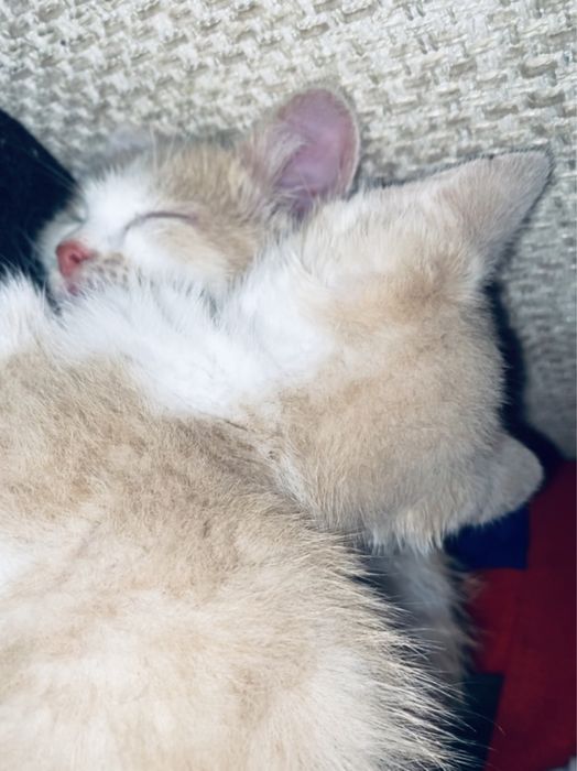 Егіздер екеуіде ұл