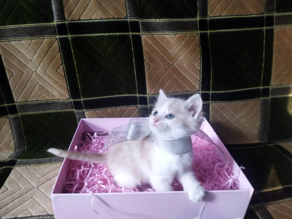 Котята в хорошие руки!
