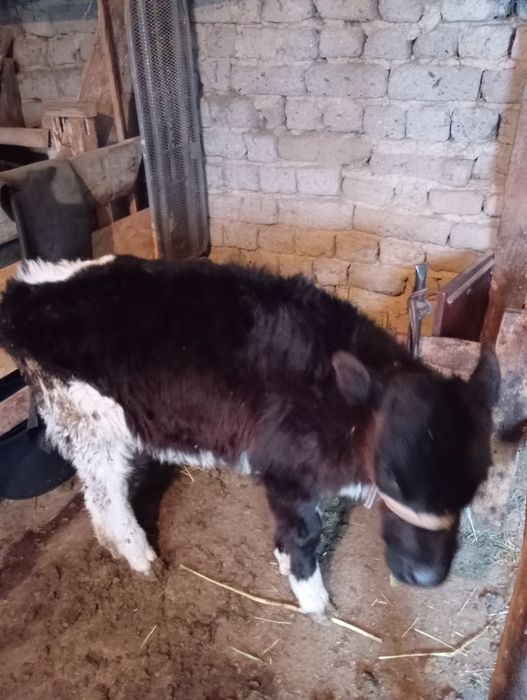 Бұзаулар ұрғашы телёнки