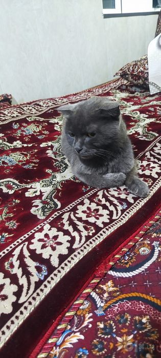 Mushuklar sotiladi