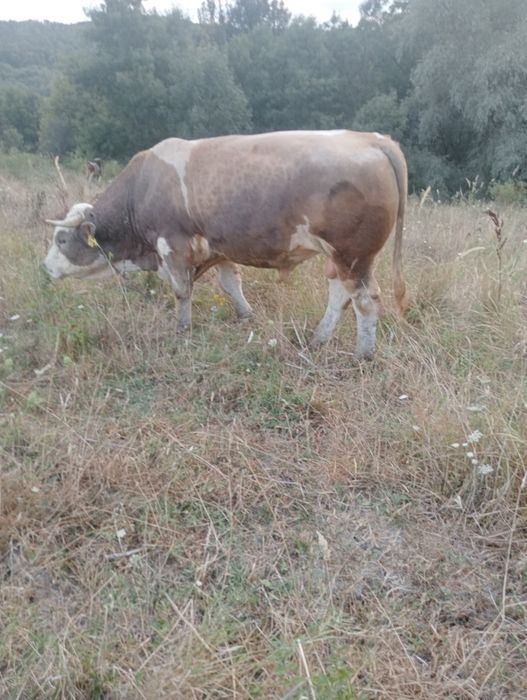 Vand taur de rasa Baltata Romaneasca