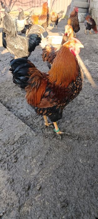 Vind cocos wiandotte GSG