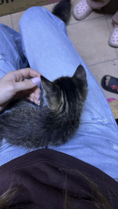 отдам в добрые руки