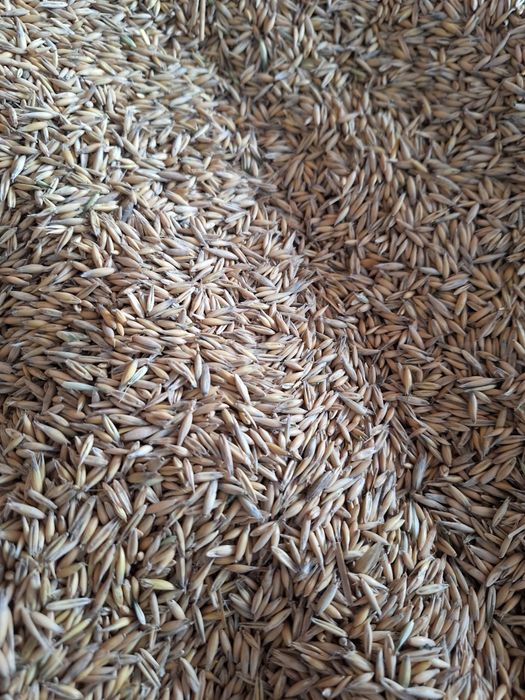 Ovăz de vânzare consum sau semanat