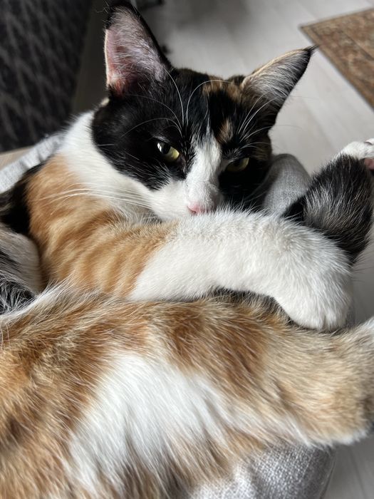 Кошечка в добрые руки