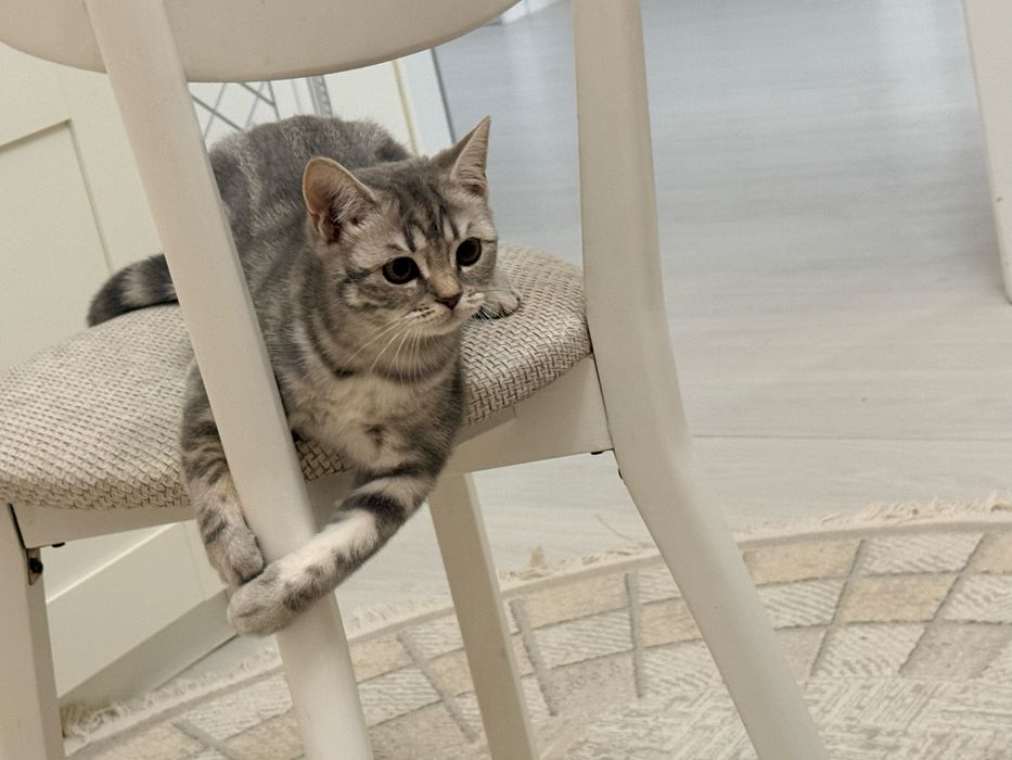 Шотландский котенок