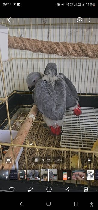 jako, жако, kulrang afrika to'ti qushi, серый африканский попугай