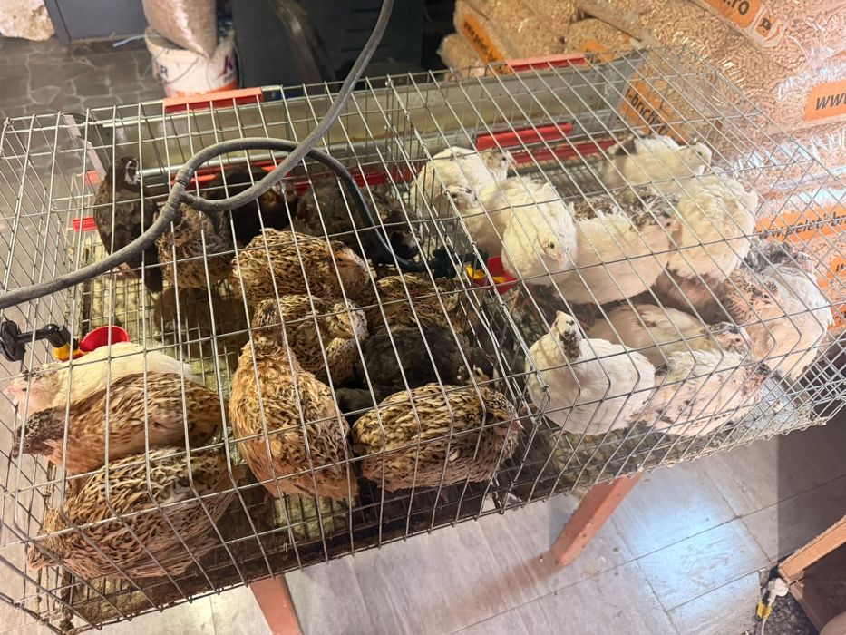 Animale pentru gospodarie,microferma