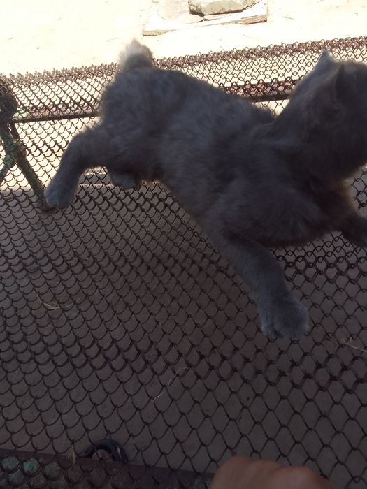 Mushuk obmen qilinadi toti qushga yoki sotiladi