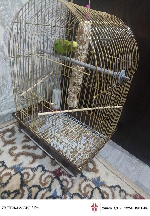 Продам попугай с клеткой