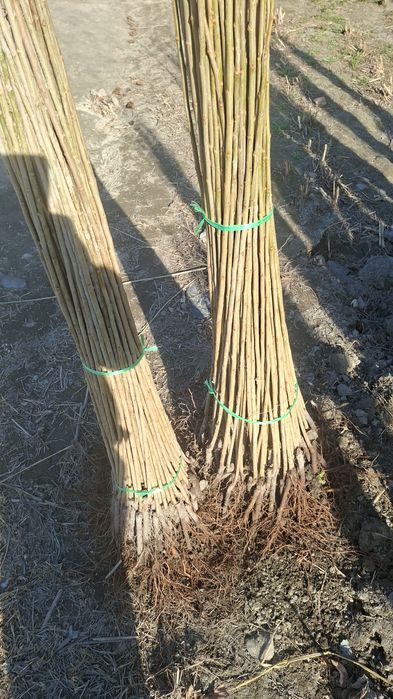 Терак кучатлари ишончли