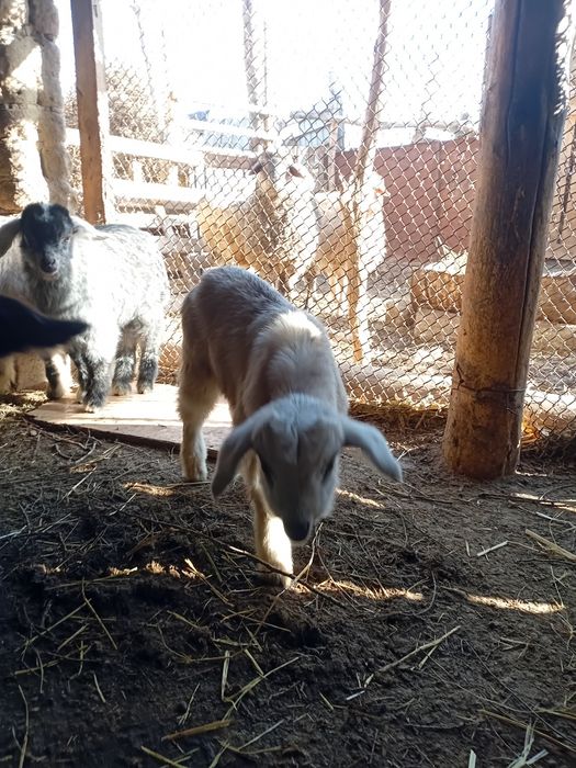 Лақ сатылады 10 000тг