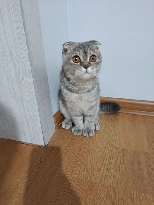 Mushuk sotiladi qiz bola