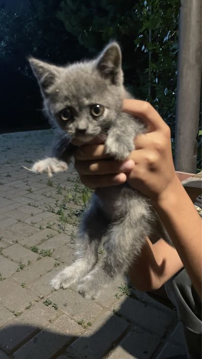 Котенок британец