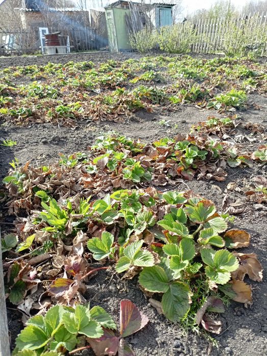 Продам дачу Кривозёрка