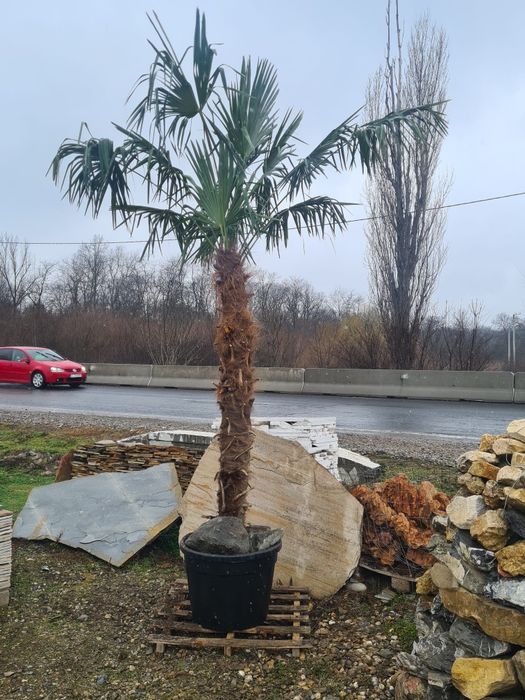 Palmier tuia plante ornamentale