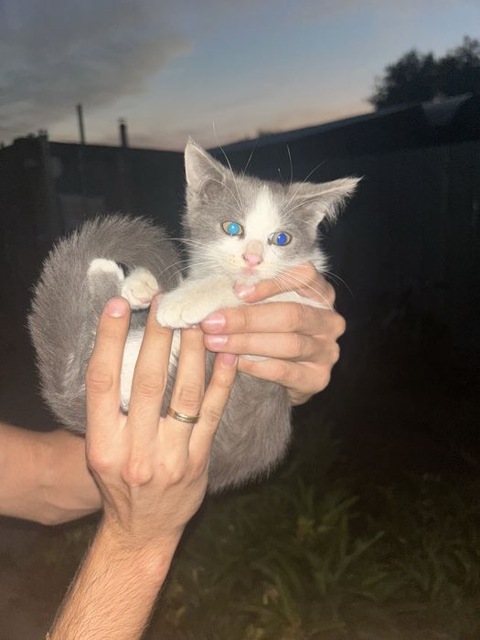 Котята в добрые руки,девочки,3 месяца.
