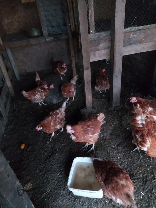 Продавам домашно гледани кокошки петли пуйки пуяци хомогорски гъски