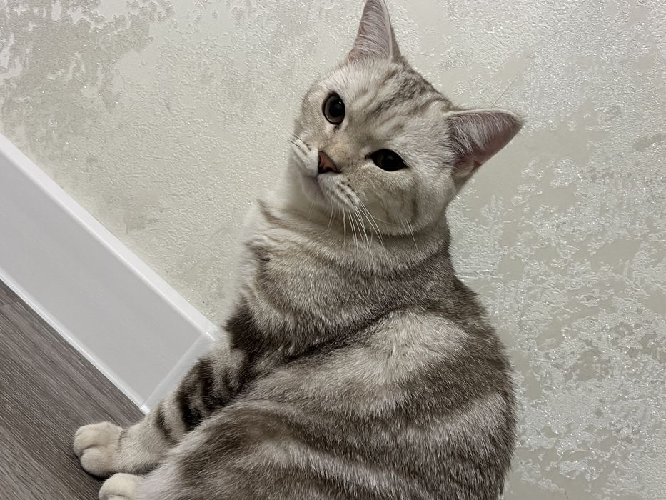 Британский короткошерстная кошка