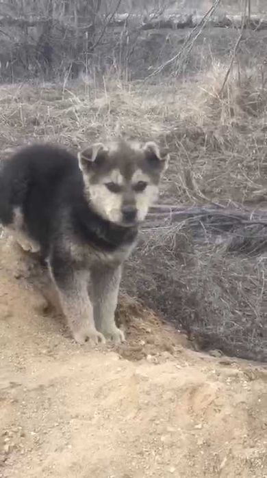 Ищем любящих хозяев