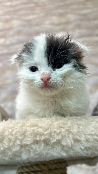 Котята  в добрые руки