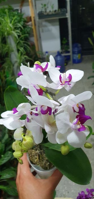 Arxideya (Архилея)