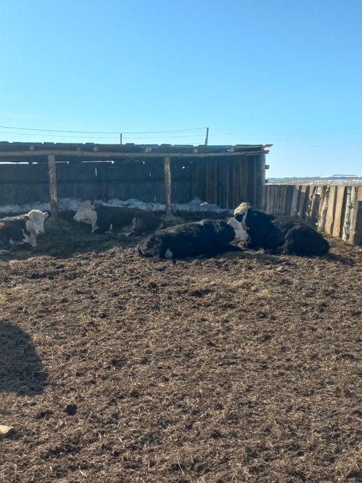 Продам бычков 2000