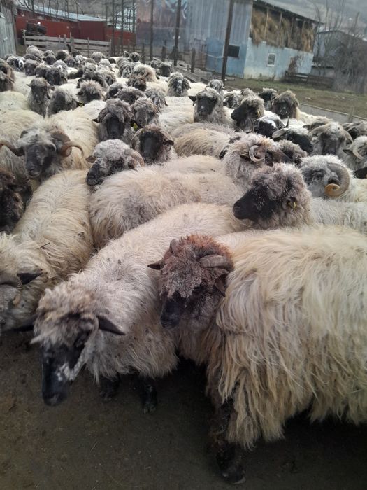 Vând oi bucălăi, tinere