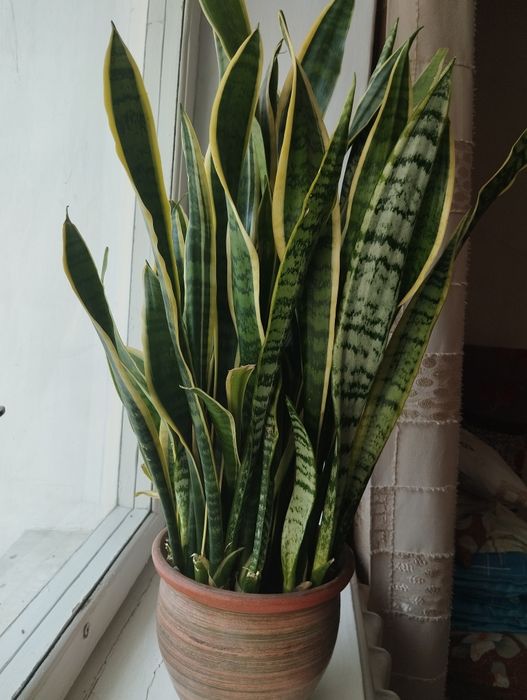 Комнатное растение