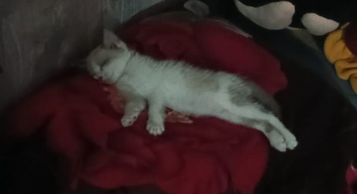Отдам котёнка в хорошие руки