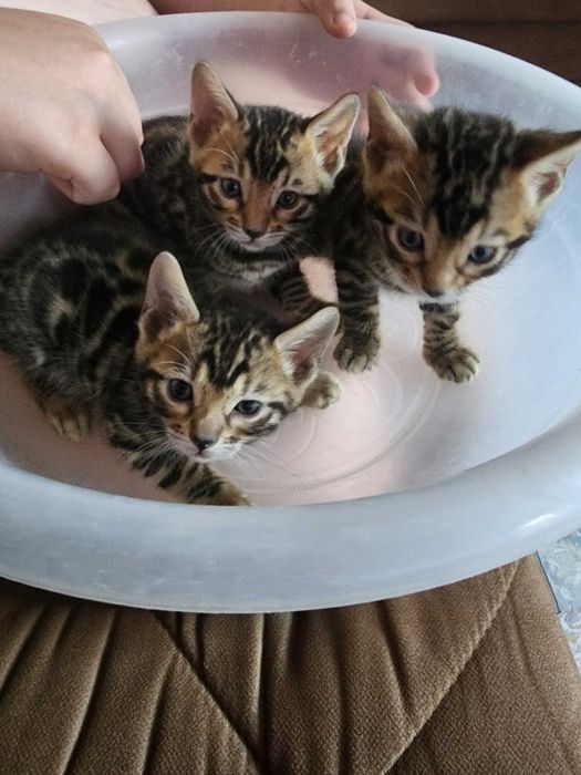 Бенгальские котята