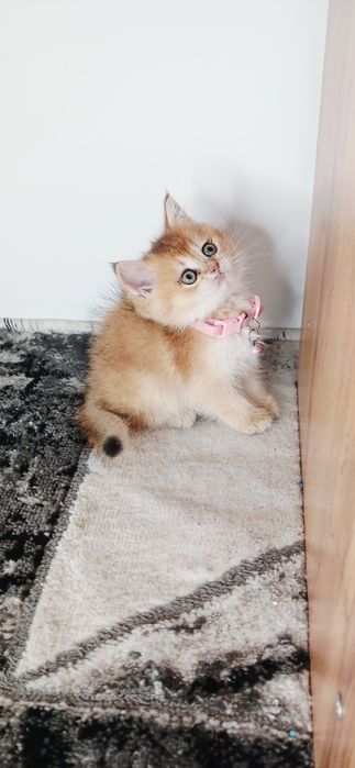 Zalataya shinshila ny11