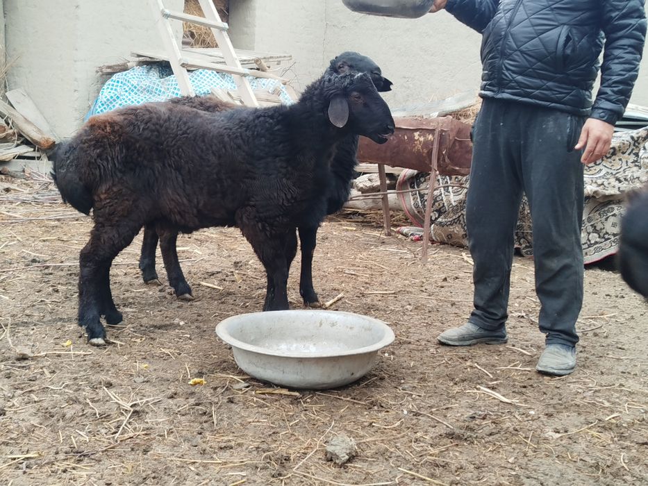 Qoʻchqor barralar sotiladi