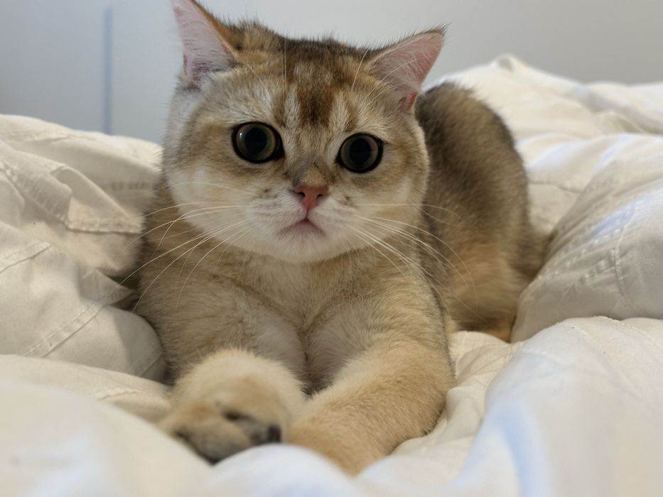 Baietel superb british shorthair chinchilla gold !
